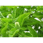 Αλογοουρά (φύλλα)  50gr