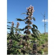  ΠΑΝΑΓΙΟΧΟΡΤΟ (Μπλε δελφίνι) 50gr